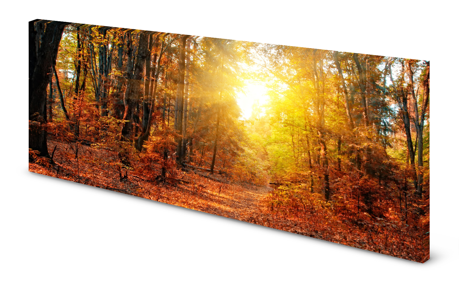 Magnettafel Pinnwand Bild Wald Herbst Lichtung gekantet