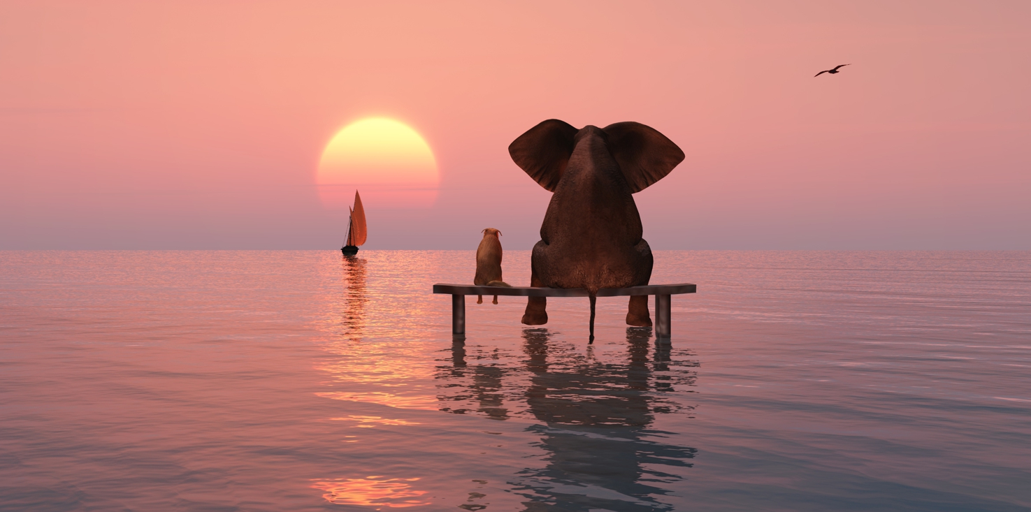 Magnettafel Pinnwand Bild Segelboot Elefant Freundschaft Hund