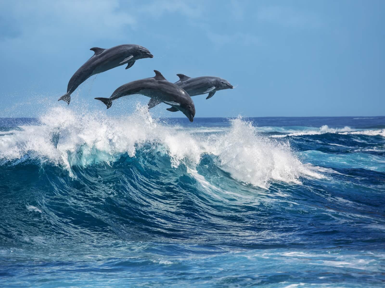 Vlies Tapete XXL Poster Fototapete Delfin Meer Ozean