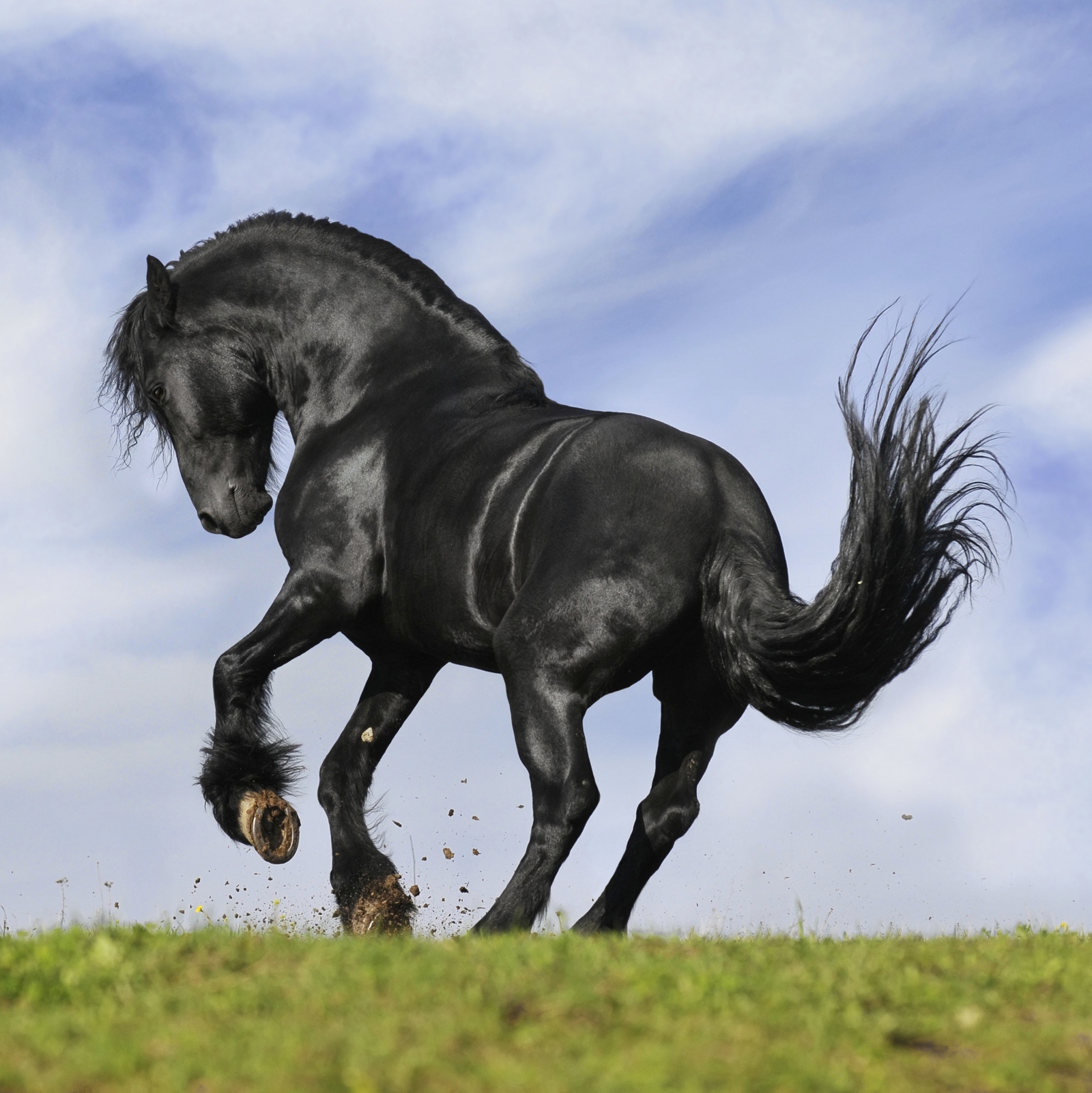 Beistelltisch Couchtisch mit Motiv Tiere Schwarzes Pferd