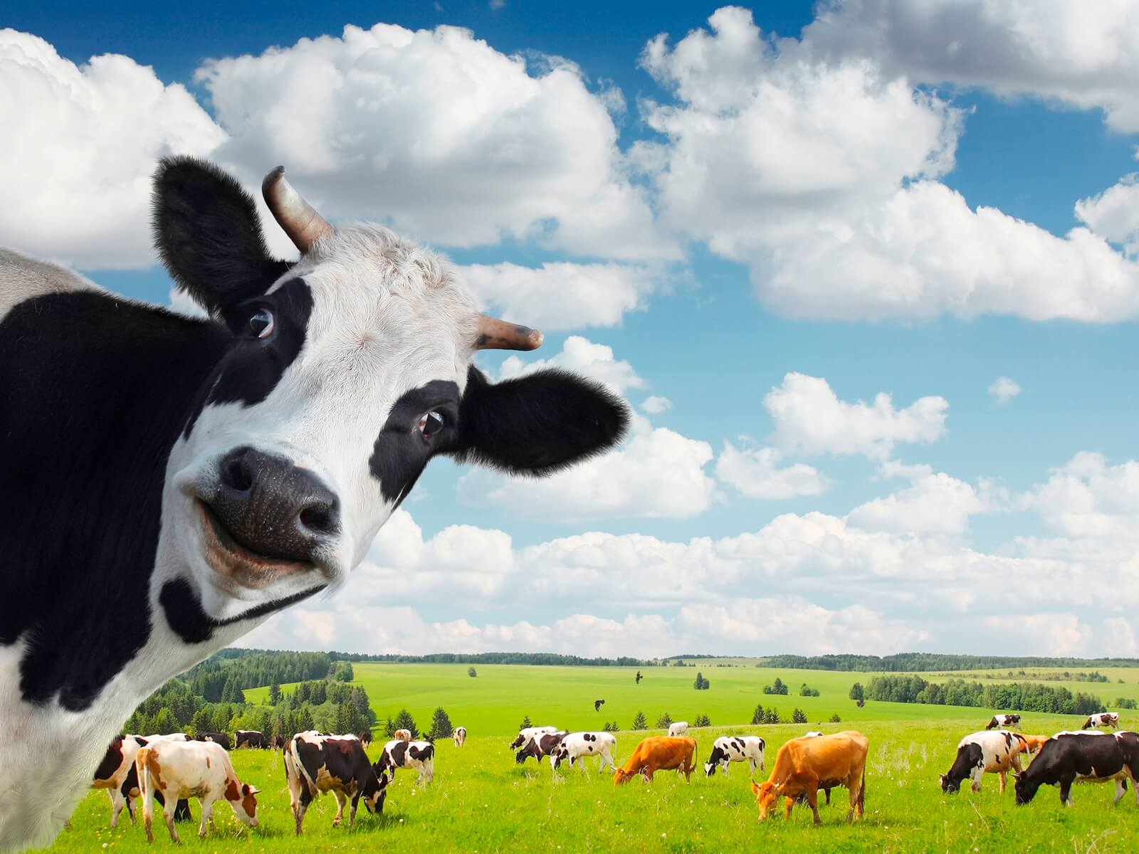 Vlies Tapete XXL Poster Fototapete Kuh Herde Holsteiner