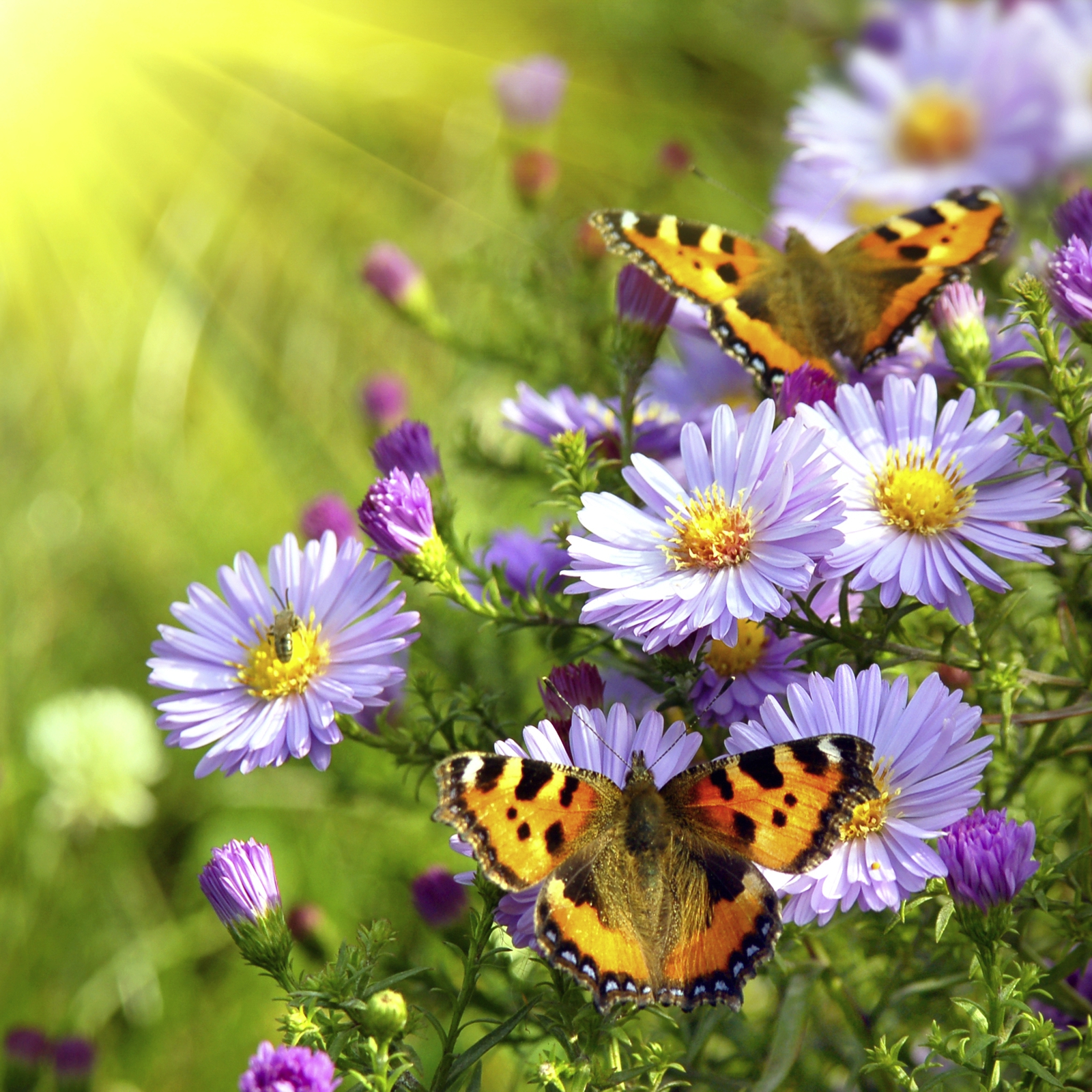 Beistelltisch Couchtisch mit Motiv Natur Blumen mit Schmetterlingen