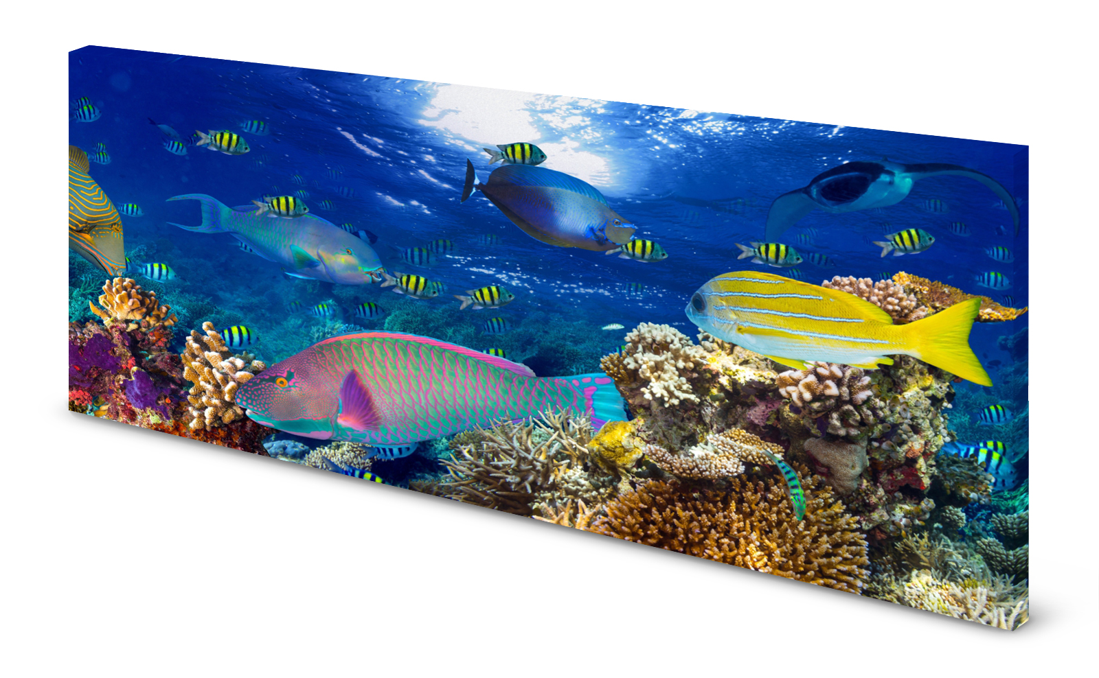 Magnettafel Pinnwand Bild Korallenriff Fische exotisch gekantet