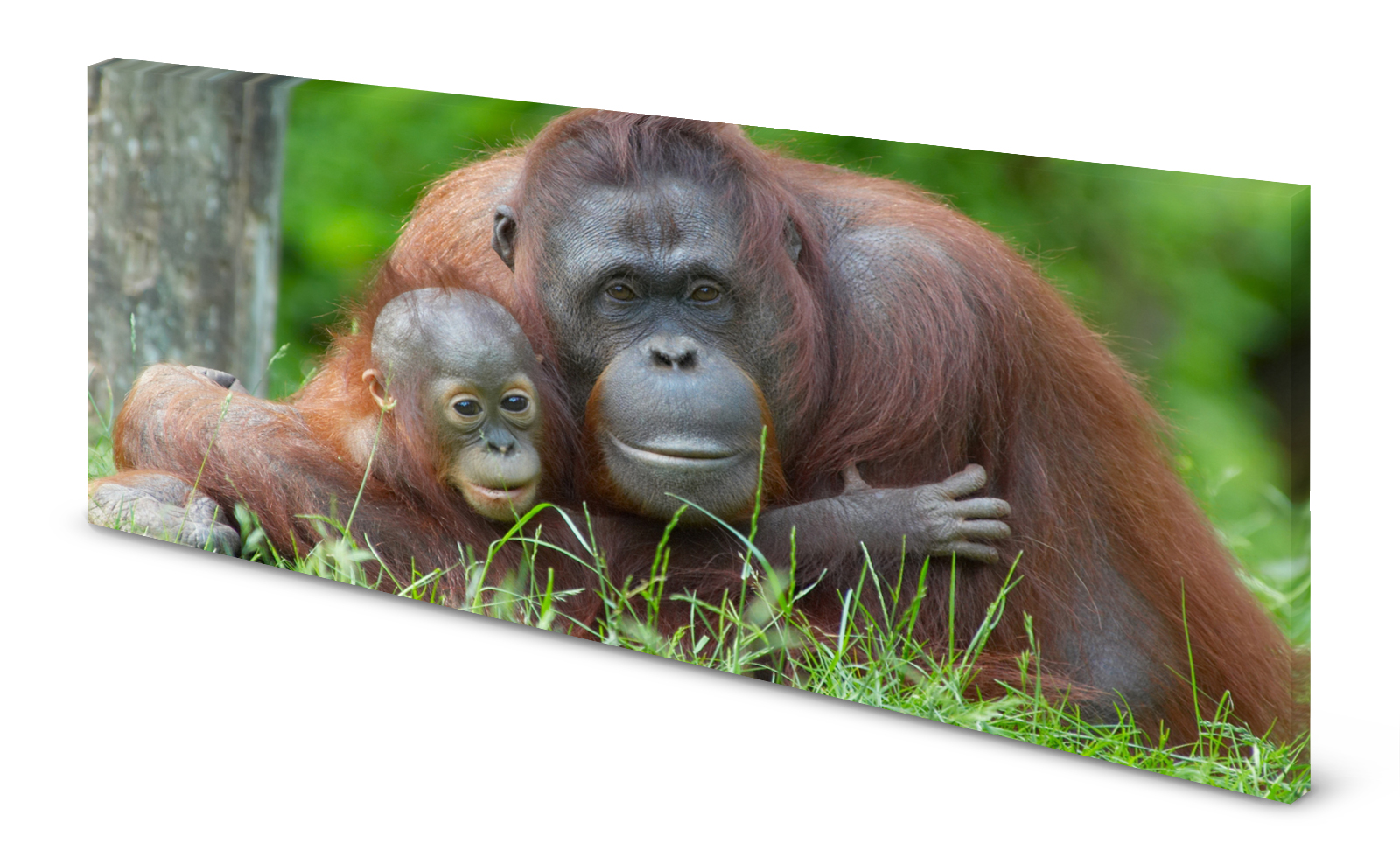 Magnettafel Pinnwand Bild Affe Mutter Baby Orang Utan gekantet