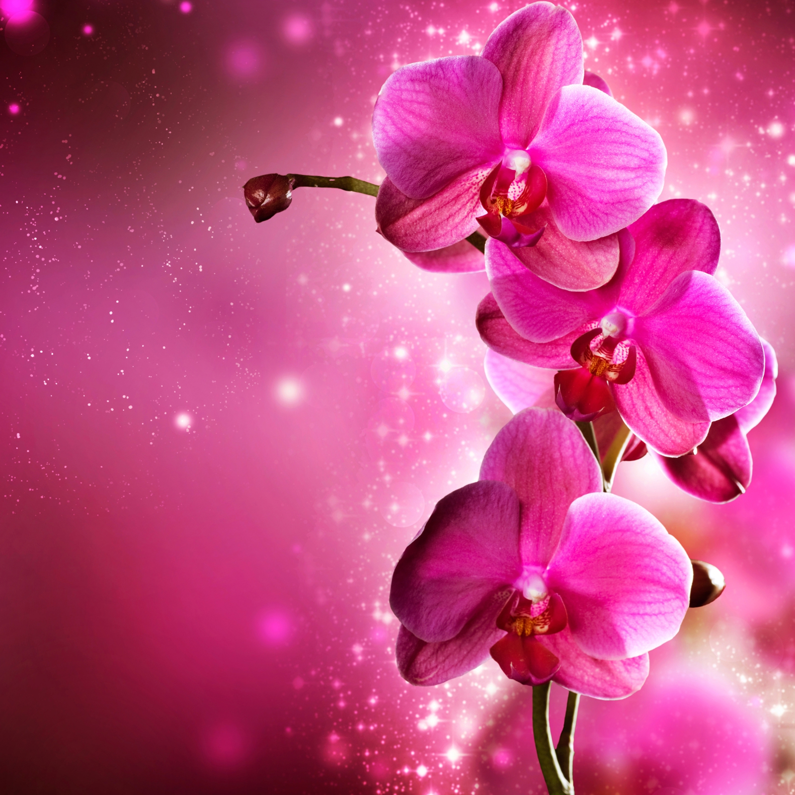 Beistelltisch Couchtisch mit Motiv Orchideenzweig in pink