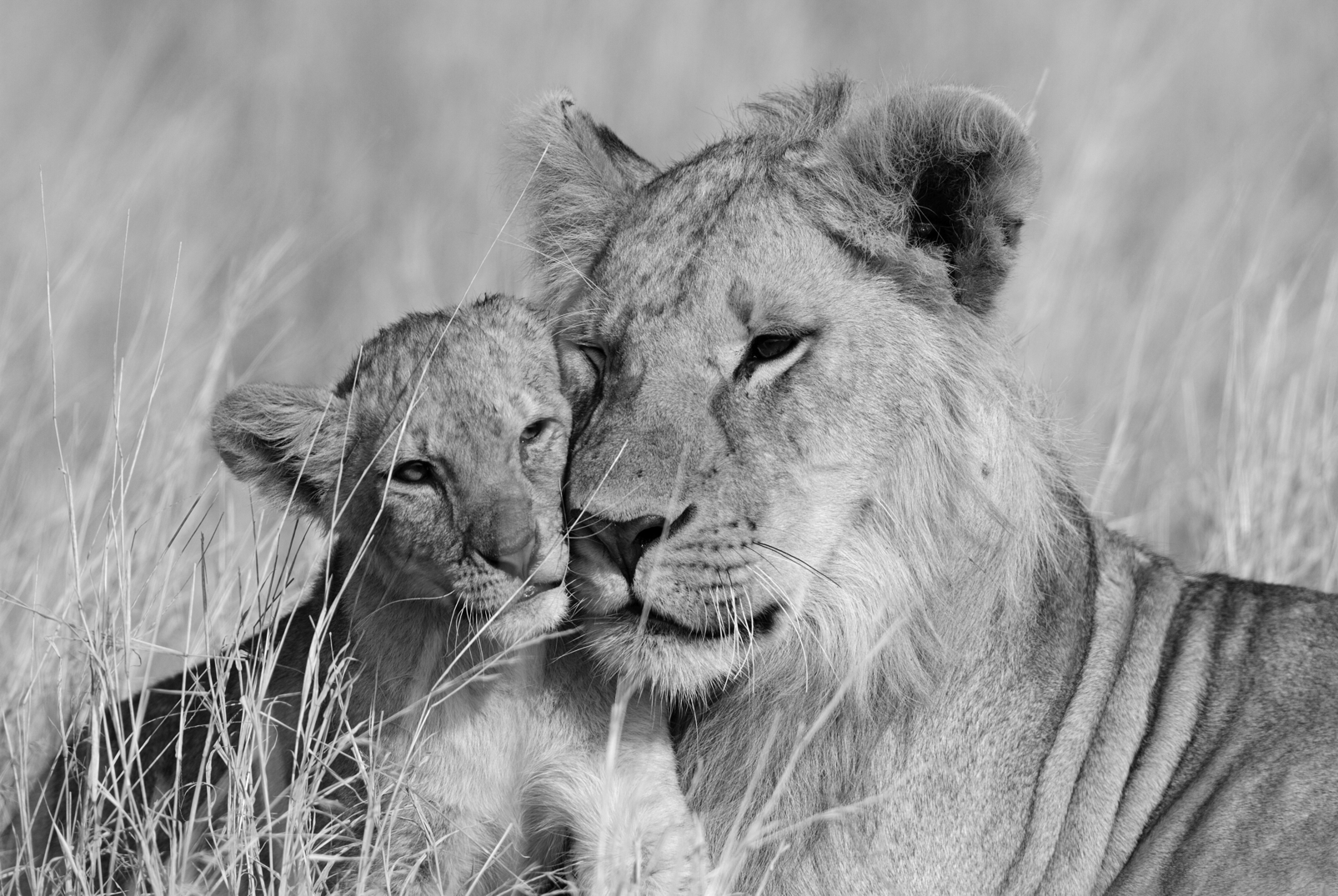 Magnettafel Pinnwand Bild Löwen Löwenmutter Junges