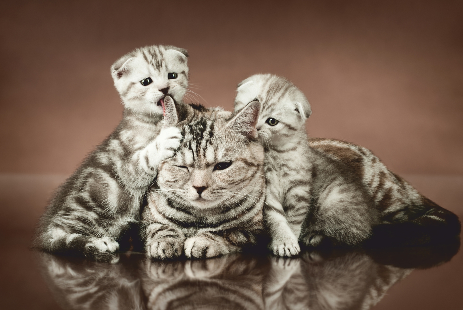 Magnettafel Pinnwand Bild Katzenbabys Schottische Faltohrkatze